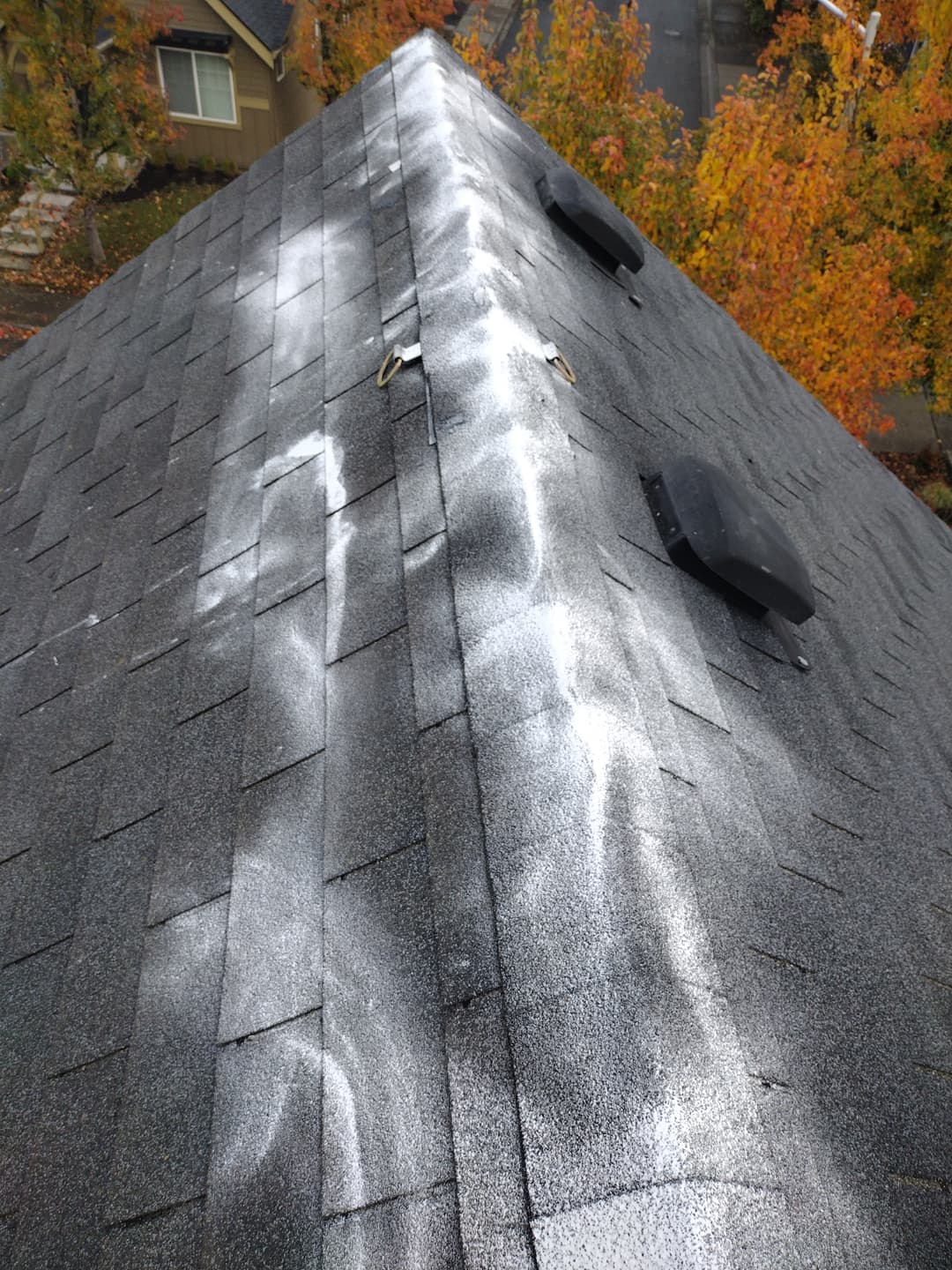 Moss on a roof