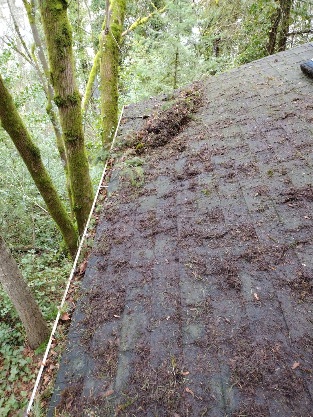 Moss on a roof